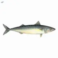 Fresh or Frozen Cub Mackerel