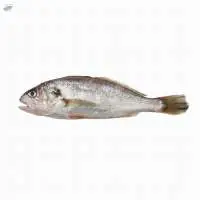 Fresh or Frozen Croaker Fish