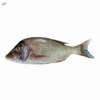 Fresh or Frozen Emperor Fish