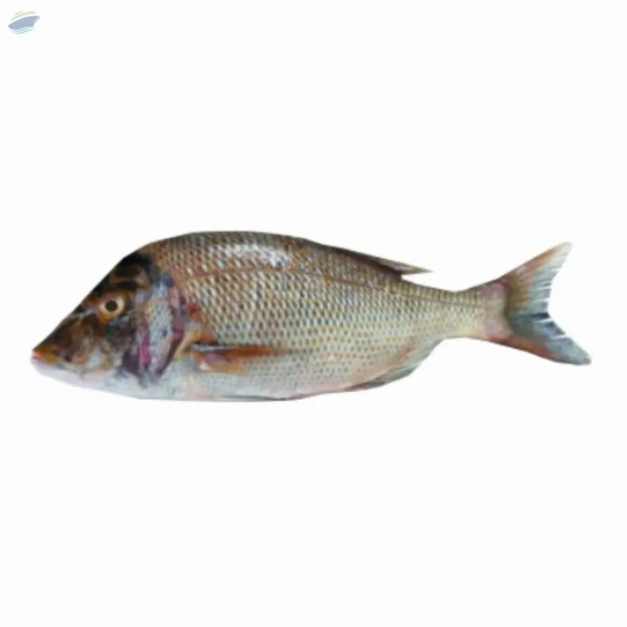 Fresh or Frozen Emperor Fish