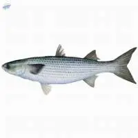 Fresh or Frozen Grey Mullet Fish