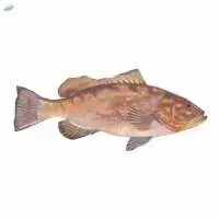 Fresh or Frozen Grouper Fish