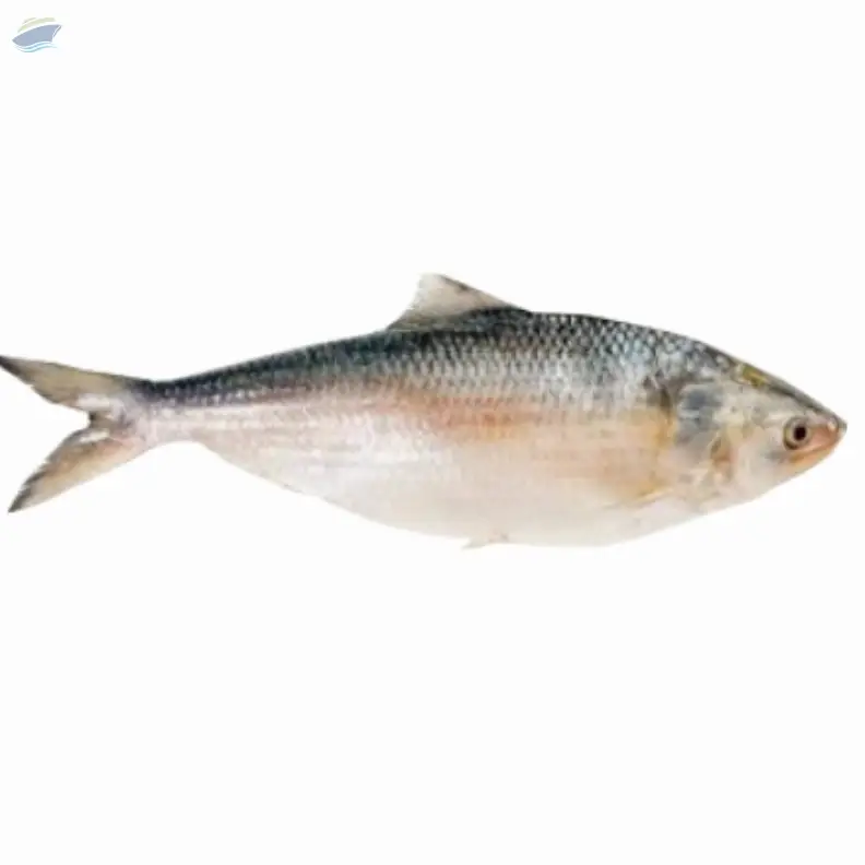 Fresh or Frozen Hilsa Fish