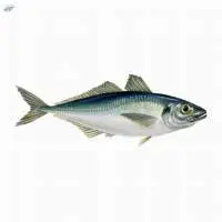 Fresh or Frozen Horse Mackerel Fish