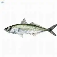 Fresh or Frozen Jack Mackerel Fish