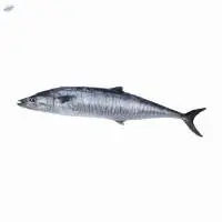 Fresh or Frozen King Fish