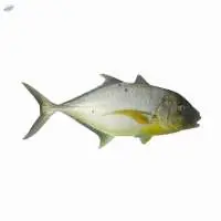 Fresh or Frozen Trevally Fish