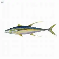 Fresh or Frozen Yellow Fish Tuna