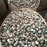 Raw Cashew Nut In Shell