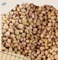 Soybeans