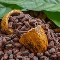 Cocoa Beans