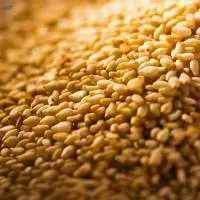 Sesame Seeds