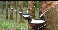 Natural rubber latex concentrate