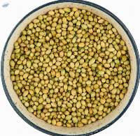 Coriander Seeds