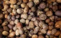 Shea Nuts