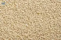 Sesame