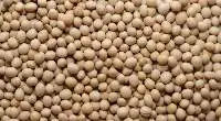 Soybean