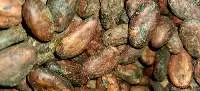 Cocoa beans