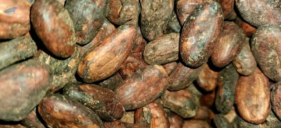 Cocoa beans