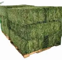 Alfalfa Hay In Bulk Quantity For Sale