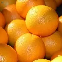 Fresh Citrus Fruit Oranges For Sale