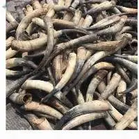 Top Quality cow horn For Sale