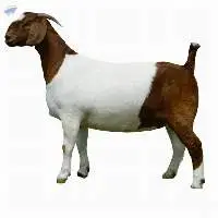 Live Goat  