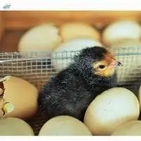 Day Old Broiler Chicks