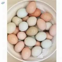 Fresh Chicken Eggs  