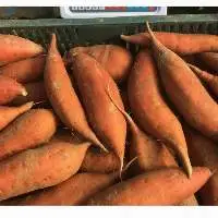 Fresh Sweet Potatoes