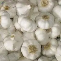 Fresh Garlic