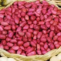 Wholesale Price Peanuts in shell