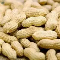Raw peanuts in shell 9/11 For Sale
