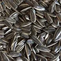 Wholesale Price Raw sunflower seeds
