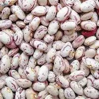 Light Speckled Kidney Beans  