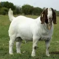 Boer Goats  