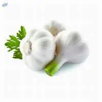 Pure White Garlic