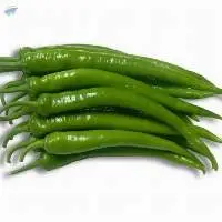 High Quality Fresh Green Chilli Pepper