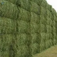 Alfalfa Hay  
