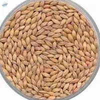 Feed Barley For Animal Feed