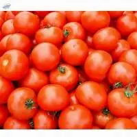 Fresh Red Tomatoes