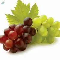 High Quality Fresh Grapes