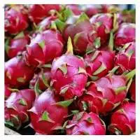 Bulk Buy Red and White Dragon