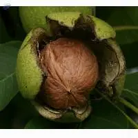 Raw Dried Walnut Kernel