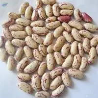 Pinto Beans  