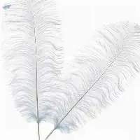 Ostrich Feather