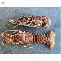 Frozen Lobster