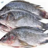Frozen Tilapia Fish