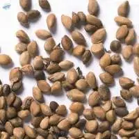Mulberry Seeds 
