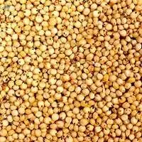 Wheat Grains Wholesale 